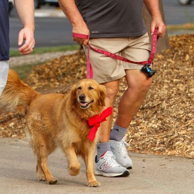Dog wearing red bandana at a walk
