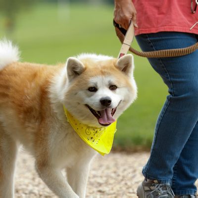 Dog wearing yellow bandana at a walk